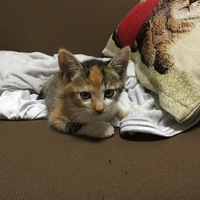 わかめ
