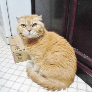 家も飼い主も失い野良猫に★今度こそ本当の幸せを