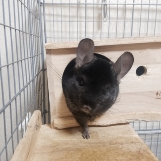 一旦締切ます。チンチラ ミニうさちゃんと一緒に