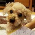 うるるん瞳　プードルのカール君