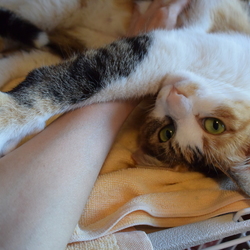 鳴いちゃいました