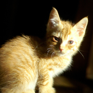 救ってください