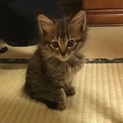 子猫の里親募集中