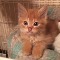 子猫の里親募集中
