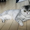 レモン