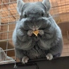 とっても大好きアニモリンゴ