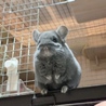 葦子ちん