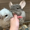 緋音とネリエル
