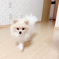 ポメラニアン オス  9ヶ月