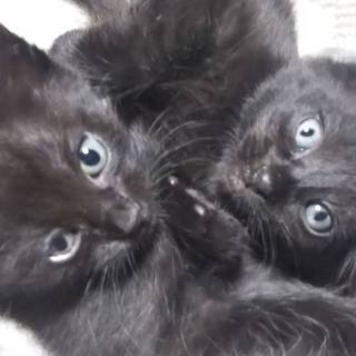 仔猫（黒）の里親募集