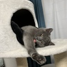 キャットタワーのお家が大好き！