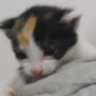 里親様に迎えられました。有難うございました。