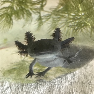 子ウーパールーパー（黒）大切に育ててくださる方