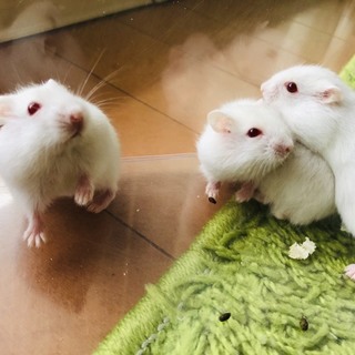 ハムスター　里親さんの募集です。