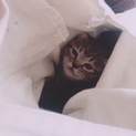 飼育崩壊 子猫