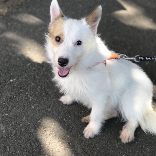 無駄吠え無し♪トイレＯＫ！テリアmix2歳女の子♪