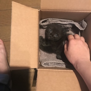 飼育崩壊子猫　黒猫　鍵しっぽ