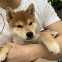 王サノス