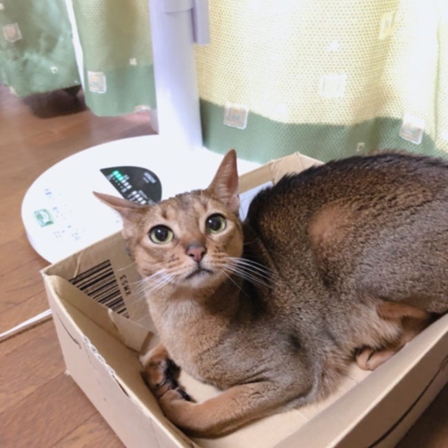 猫好きのコウノのカバー写真