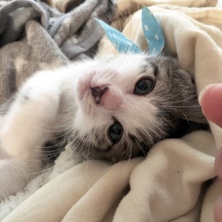 ☆キラくん☆正式譲渡となりました☆