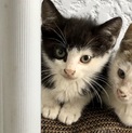 里親様募集！黒白の子猫♀