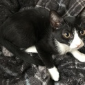 子猫の里親、再募集させていただきます