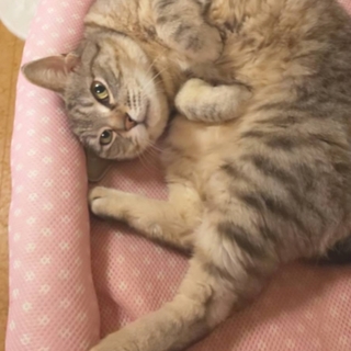 【パステルキジ 約3歳メス】パステル