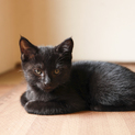 良く馴れている黒猫（子猫）