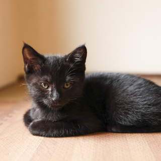 良く馴れている黒猫（子猫）