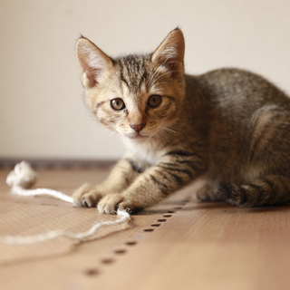 良く馴れているキジトラ猫（子猫）