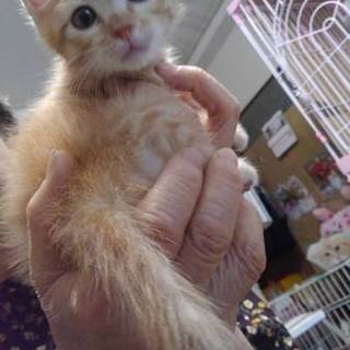 緊急里親募集中！！