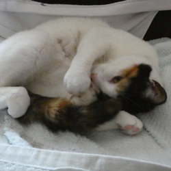 忘れてました！