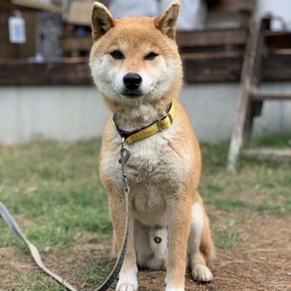 里親さま決まりました☆
