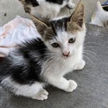 里親様募集！キジ白ハチワレの子猫♀