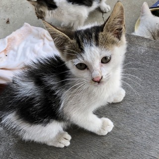 里親様募集！キジ白ハチワ」愛知県 - 猫の里親募集(262355