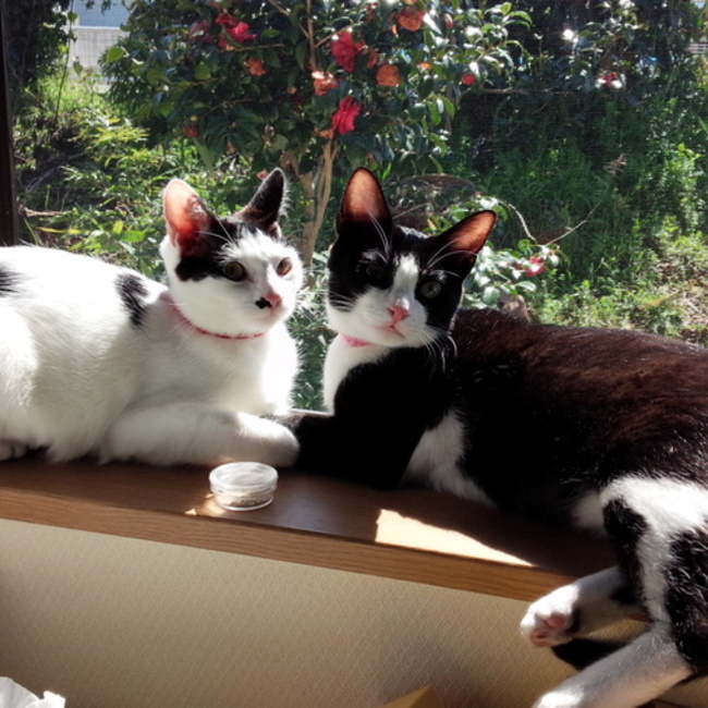 ちこの家のカバー写真