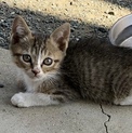 里親様募集！キジ白の子猫♀