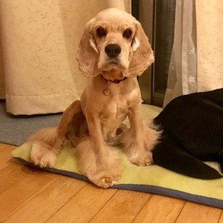 トイレは完璧 フレンドリーなアメコカ ぴあのちゃん