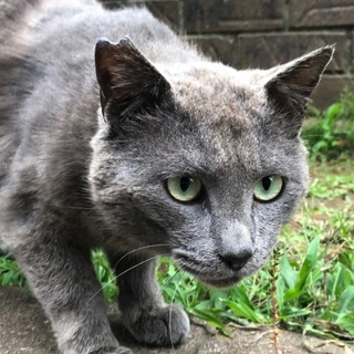 ロシアンブルーmix 里親さん決定 