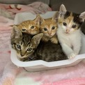 可愛い4兄弟です！