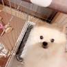 ポメラニアン オス  9ヶ月 サムネイル2