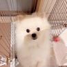 ポメラニアン オス  9ヶ月 サムネイル3