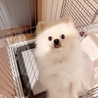 ポメラニアン オス  9ヶ月 サムネイル4