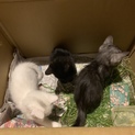 白いの猫の新しい飼い主さん募集してます！
