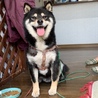 たすく.