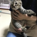 くりきんとんのきんちゃんです！