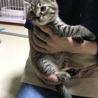 くりきんとんのきんちゃんです！