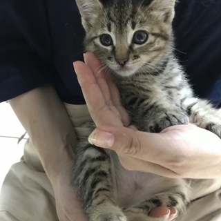 くりきんとんのとんちゃんです！