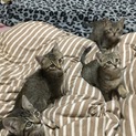 里親募集中