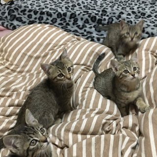 里親募集中